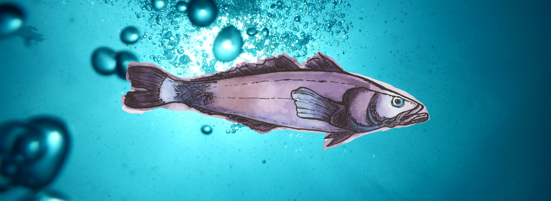 watercolor of patagonian toothfish